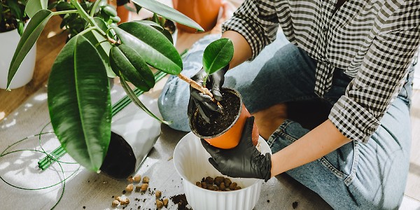 Taking care of indoor plants equals self-care