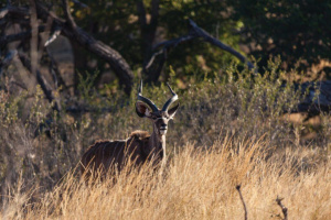 YellowSquare Properties (T332/16)