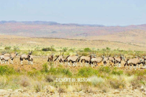 Desert Horizon Real Estate