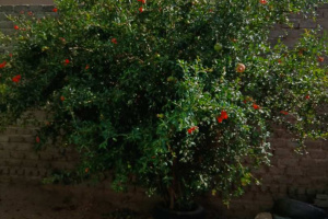 YellowSquare Properties (T332/16)