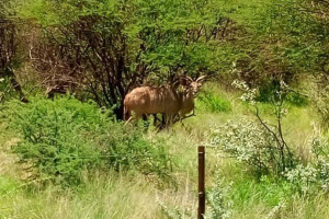 YellowSquare Properties (T332/16)