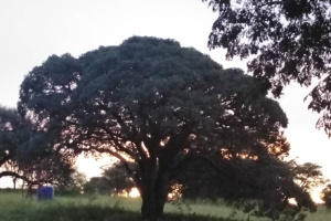 YellowSquare Properties (T332/16)