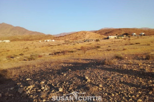 Susan Curtis Estates