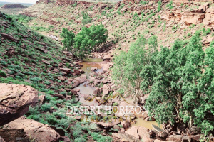 Desert Horizon Real Estate