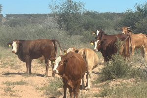 YellowSquare Properties (T332/16)