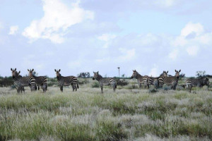 Kalahari Estate Agents cc