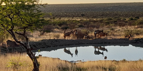 Guest/ Game Farm for Sale N$ 34.5 Mil