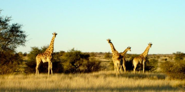 KALAHARI GAME FARM