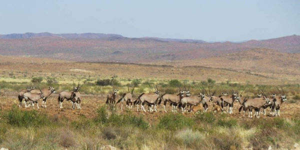 Want to relax on a Game Farm on the border between SA and Namibia?