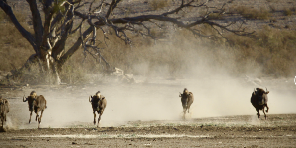 KALAHARI GAME FARM