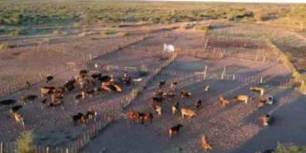 CATTLE FARM FOR SALE IN GOBABIS DISTRICT