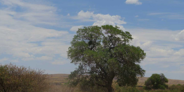 Farm for Sale near Keetmanshoop