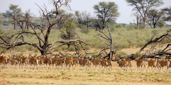 KALAHARI GAME FARM