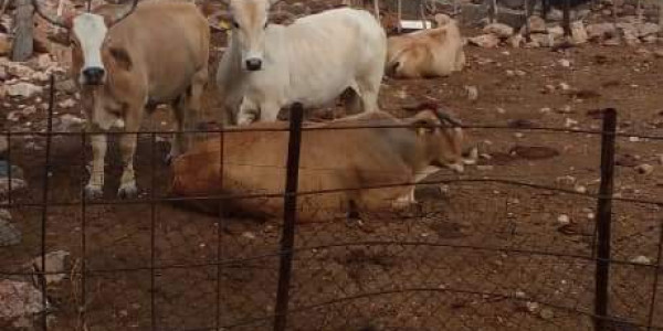 CATTLE FARM FOR SALE KHOMAS HOCHLAND