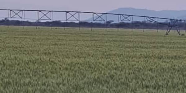 Irrigation Farm for Sale in Otavi Region – Ideal for Foreign Investors