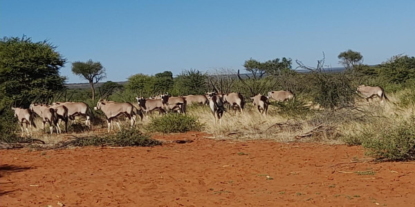 Guest/ Game Farm for Sale N$ 34.5 Mil