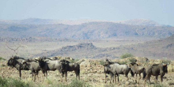 Want to relax on a Game Farm on the border between SA and Namibia?