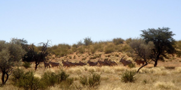 KALAHARI GAME FARM