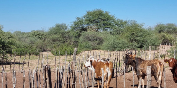 CATTLE FARM FOR SALE IN GOBABIS DISTRICT: BUITEPOS