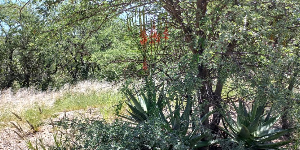 Plot for sale - Gobabis district