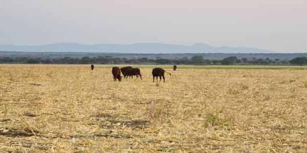 Irrigation Farm for Sale in Otavi Region – Ideal for Foreign Investors