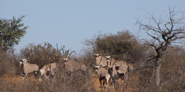 KALAHARI GAME FARM