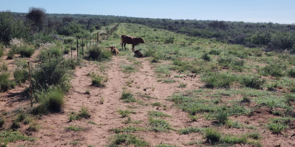 CATTLE FARM FOR SALE IN GOBABIS DISTRICT: BUITEPOS