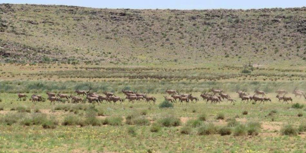 Want to relax on a Game Farm on the border between SA and Namibia?