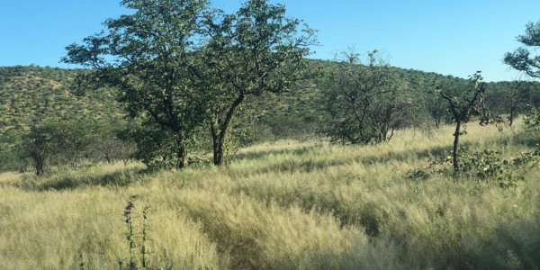 GAME/CATTLE FARM FOR SALE IN OUTJO DISTRICT