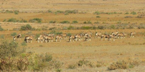 Want to relax on a Game Farm on the border between SA and Namibia?