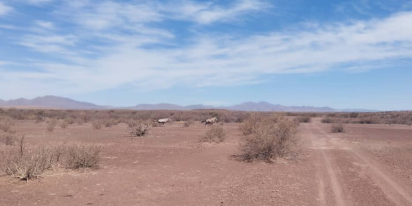 EXCEPTIONAL INVESTORS OPPORTUNITY GAME FARM FOR SALE IN THE SOUTH OF NAMIBIA