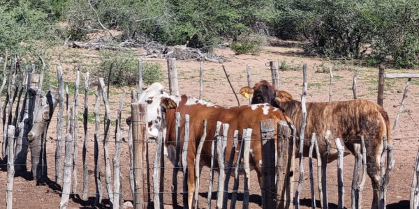 CATTLE FARM FOR SALE IN GOBABIS DISTRICT: BUITEPOS