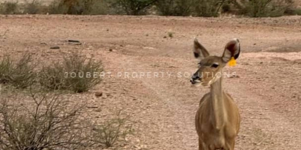 EXCEPTIONAL INVESTORS OPPORTUNITY GAME FARM FOR SALE IN THE SOUTH OF NAMIBIA