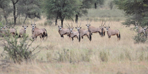 KALAHARI GAME FARM