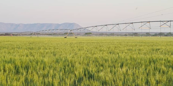 Irrigation Farm for Sale in Otavi Region – Ideal for Foreign Investors