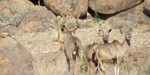 Want to relax on a Game Farm on the border between SA and Namibia?