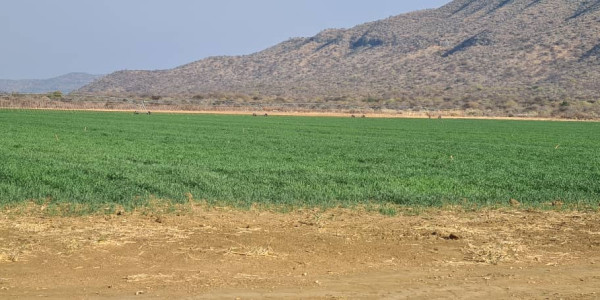 Irrigation Farm for Sale in Otavi Region – Ideal for Foreign Investors