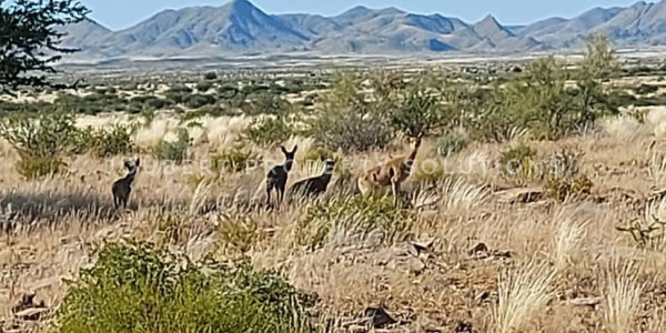 EXCEPTIONAL INVESTORS OPPORTUNITY GAME FARM FOR SALE IN THE SOUTH OF NAMIBIA