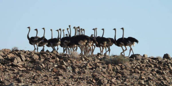 Want to relax on a Game Farm on the border between SA and Namibia?