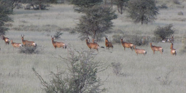 KALAHARI GAME FARM