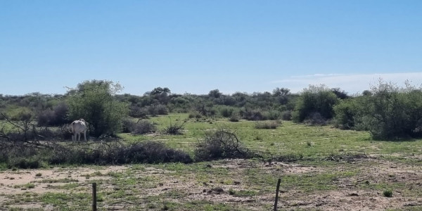 CATTLE FARM FOR SALE IN GOBABIS DISTRICT: BUITEPOS