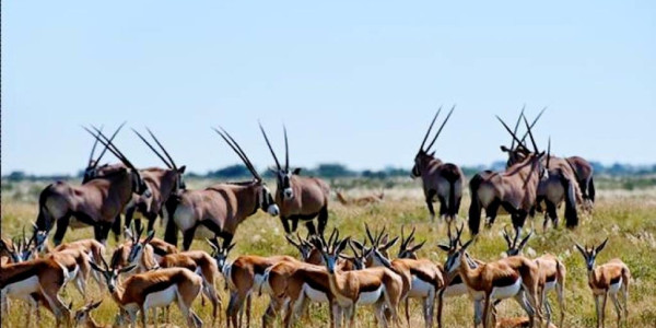 KALAHARI GAME FARM