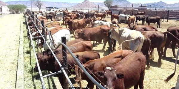 Beautiful Farm in Southern Namibia