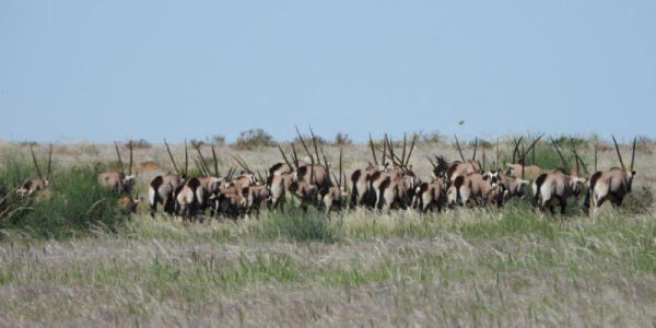 Want to relax on a Game Farm on the border between SA and Namibia?