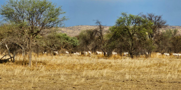 Ultimate Game Farm Retreat - 5376 Hectare Ranch / Farm in Okahandja 140km North East of Windhoek