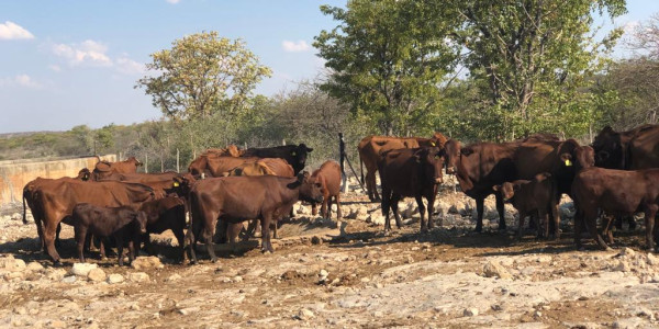 GAME/CATTLE FARM FOR SALE IN OUTJO DISTRICT