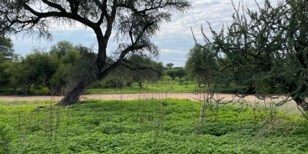 Ozombanda Nature Estate Association (ONEA)