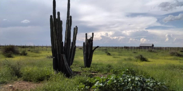 FARM FOR SALE  in the HARDAP REGION (16515ha)