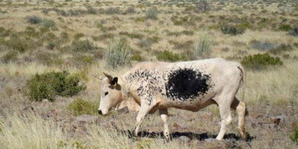 Farm for Sale near Keetmanshoop