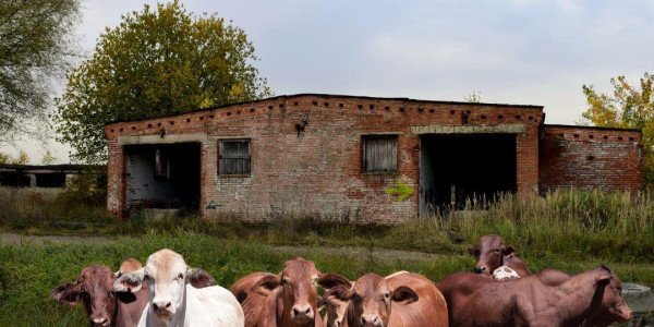 CATTLE FARM FOR SALE IN OUTJO DISTRICT